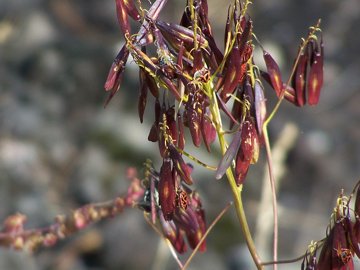 Isatis tinctoria / Glasto comune